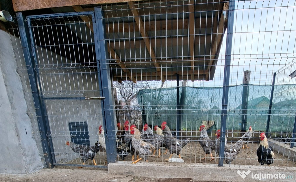 Vând Cocoși de țară.