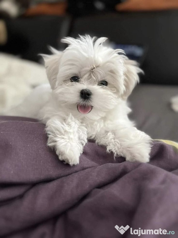 Bichon maltez mini toy