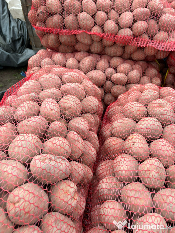 Cartofi Rosu Bellaroza