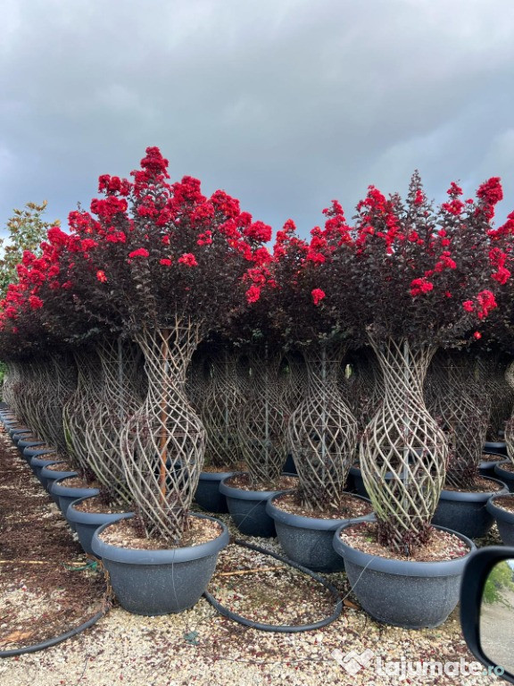 LILIAC INDIAN REZISTENT LA FRIG