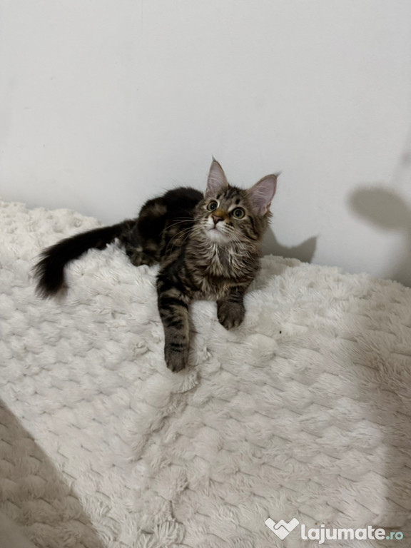 Maine coon pui superbi