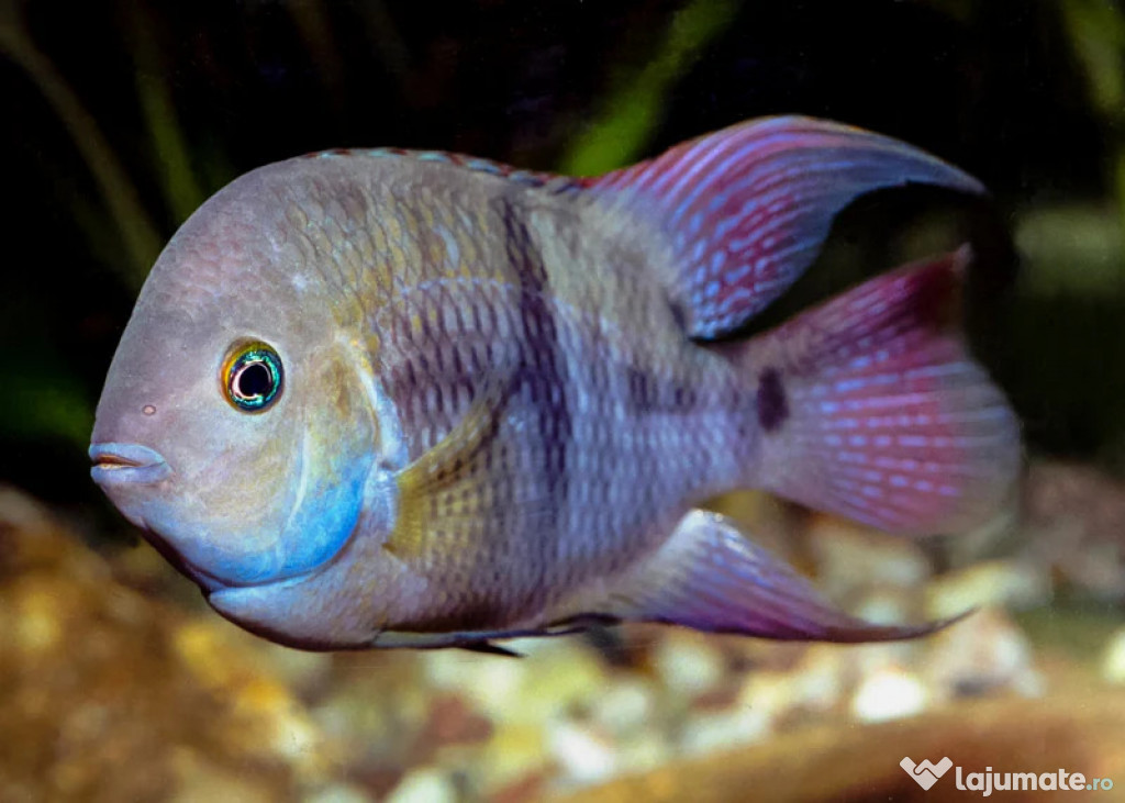 Cichlasoma sajica - direct din crescatorie