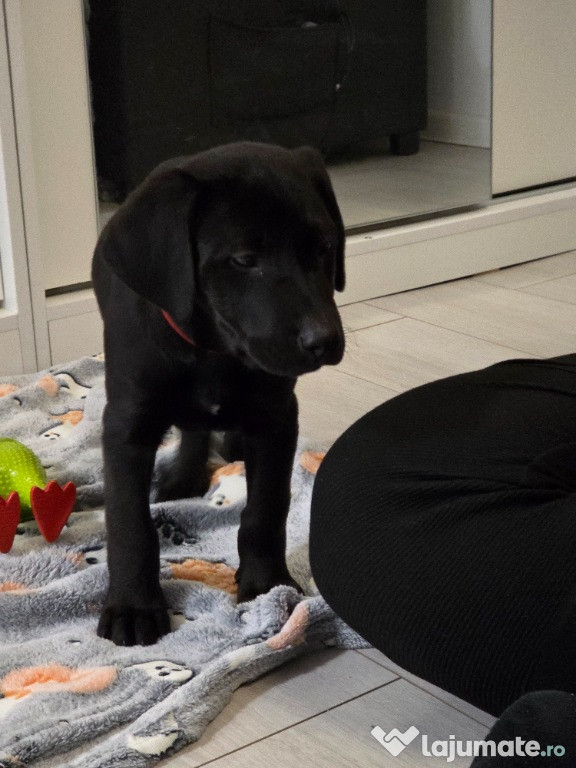 Vand Labrador mascul - 8 sapt