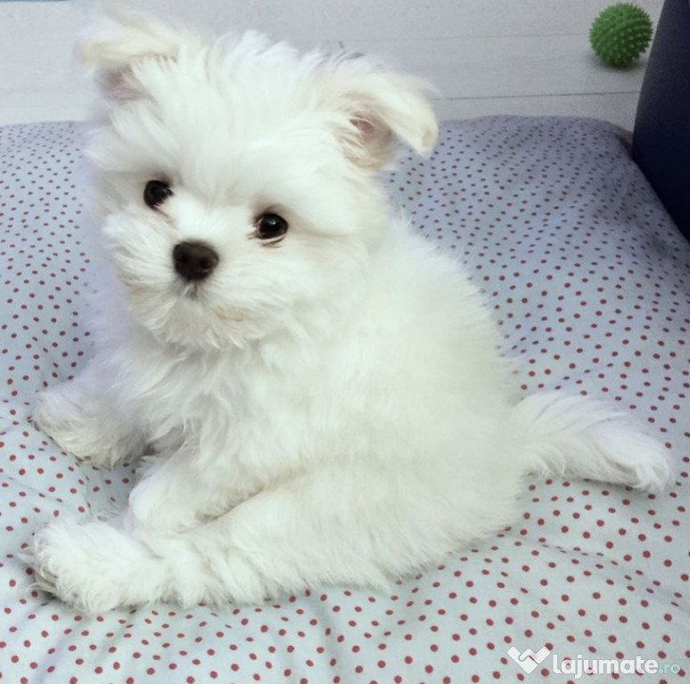 Bichon maltez mini toy