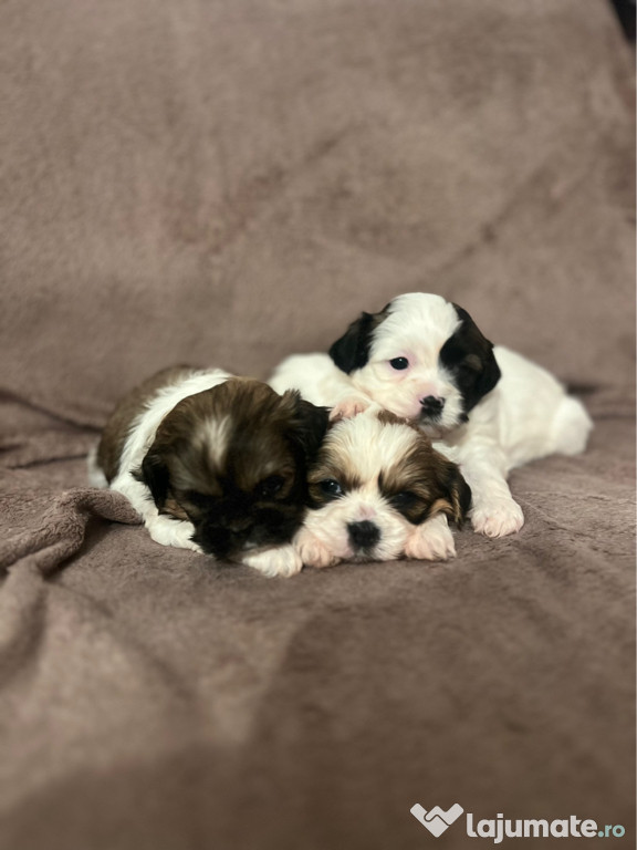 Shih Tzu cățeluși