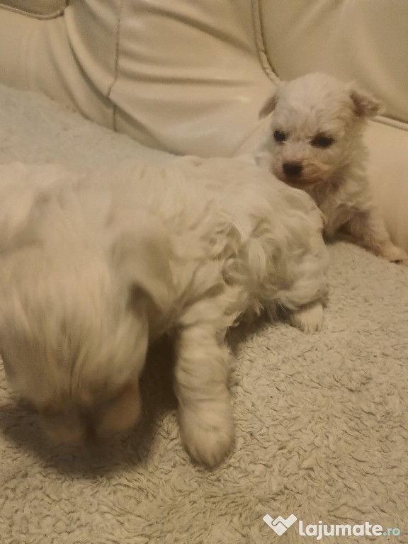 Căței bison maltez și frizee