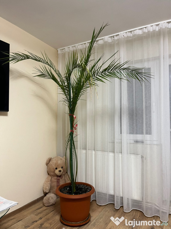 Palmier Curmal la ghiveci