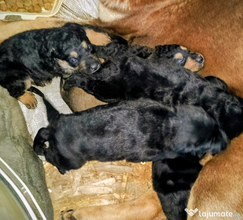 ADOPTIE 6 puiuți căței! Foeni, jud Timis