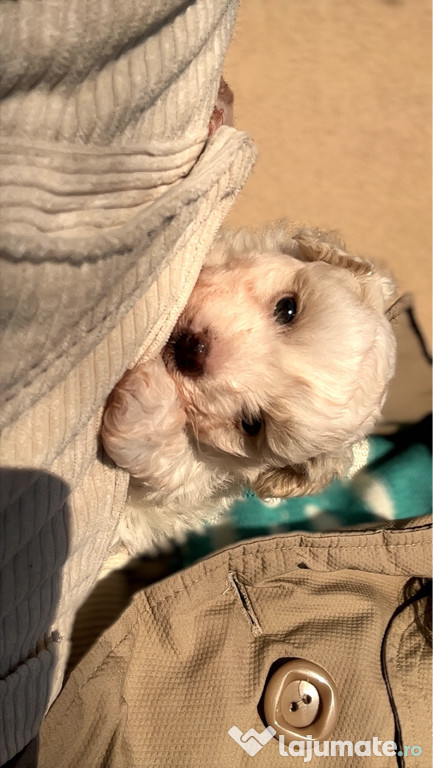 Cățelușa bichon maltez o lună jumătate- vârsta