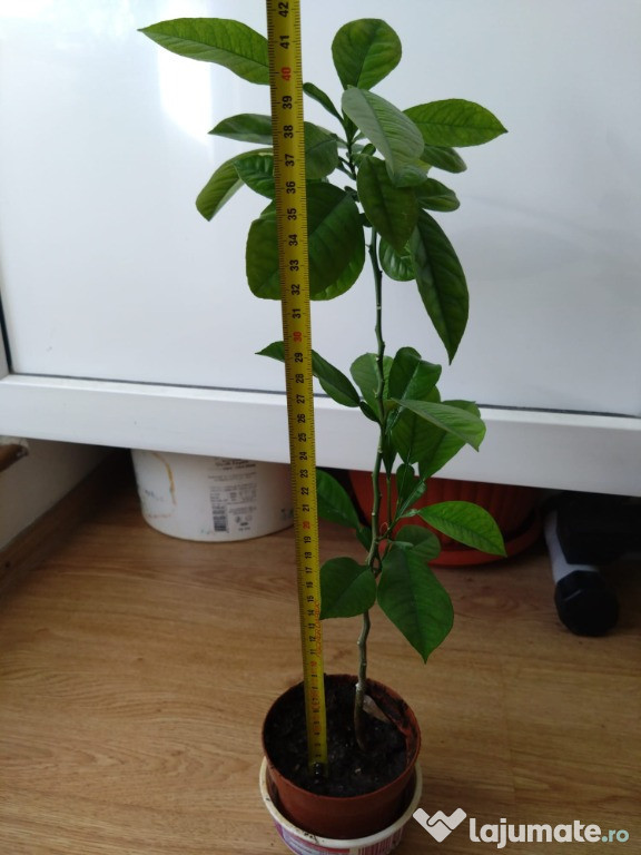 Lamai 10-20-30-50 cm inaltime