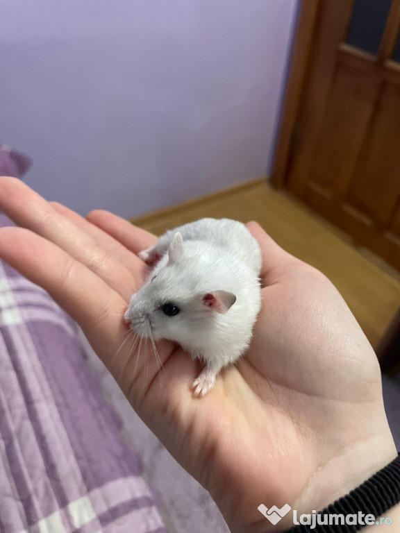 Donez hamster pitic femelă