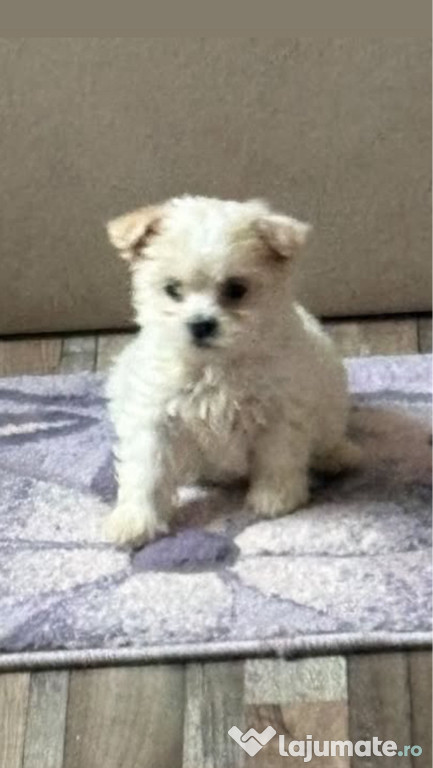 Bichon maltez talie mică