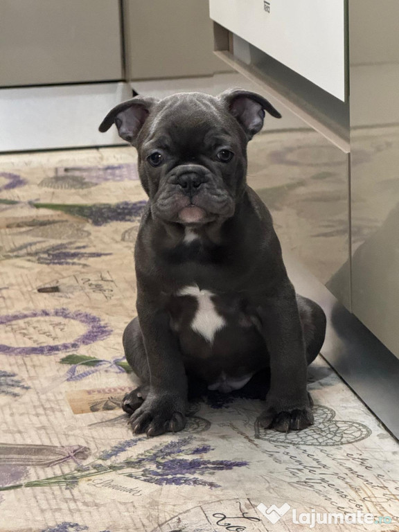 Bulldog francez culoare blu