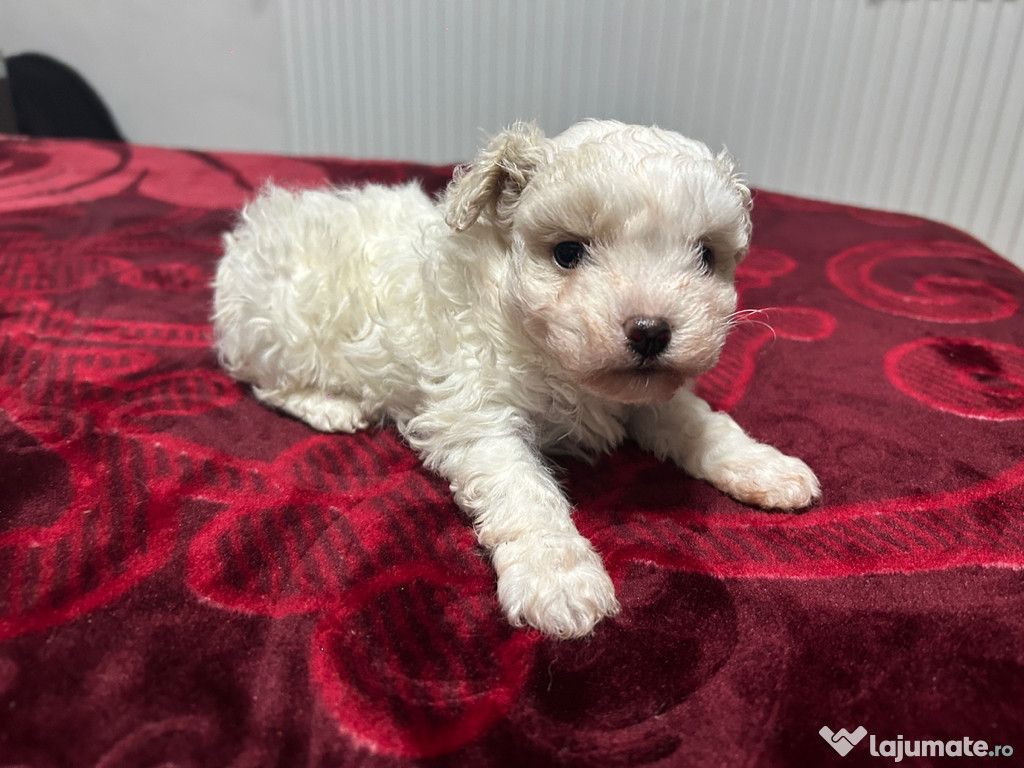 Bichon maltez femelă