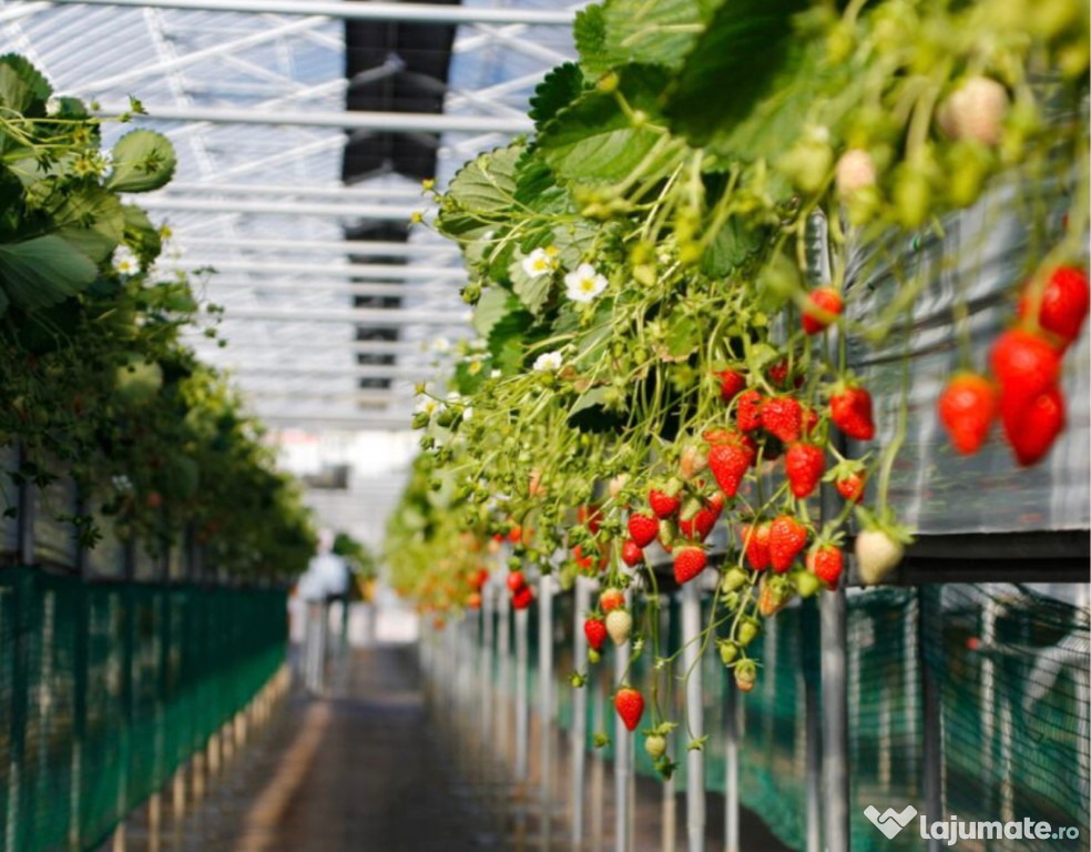 Personal Locuri de muncă în Germania la cules de căpșuni în seră