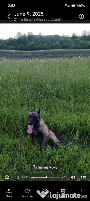 Pui Malinois cățelușa de 2 ani