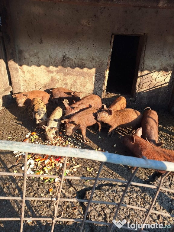 Vând purcei de carne Braiesti Iasi