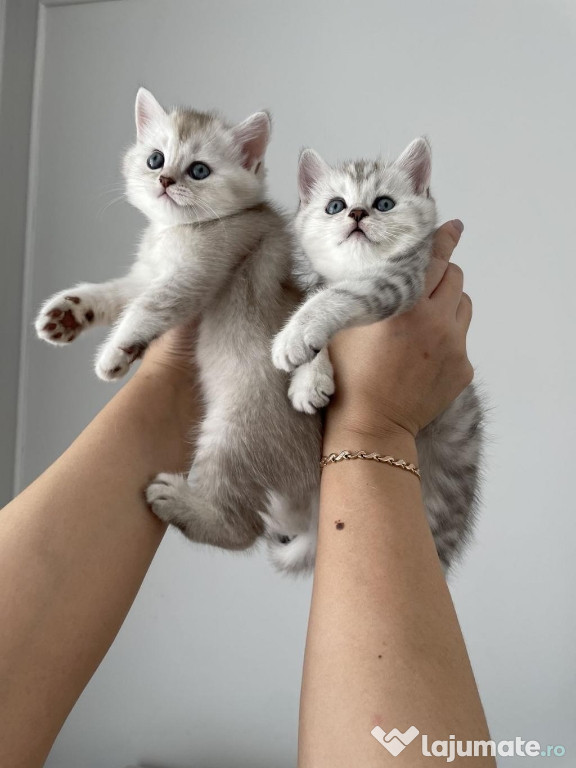 British shorthair puiuți
