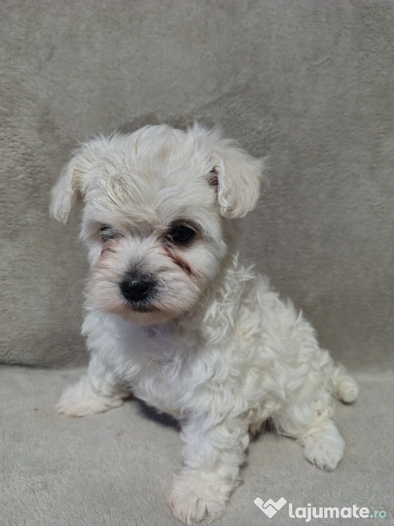 Bichon Maltez femelă