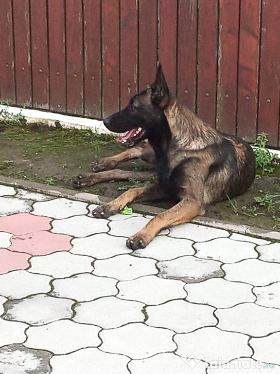 Mascul Belgian Malinois