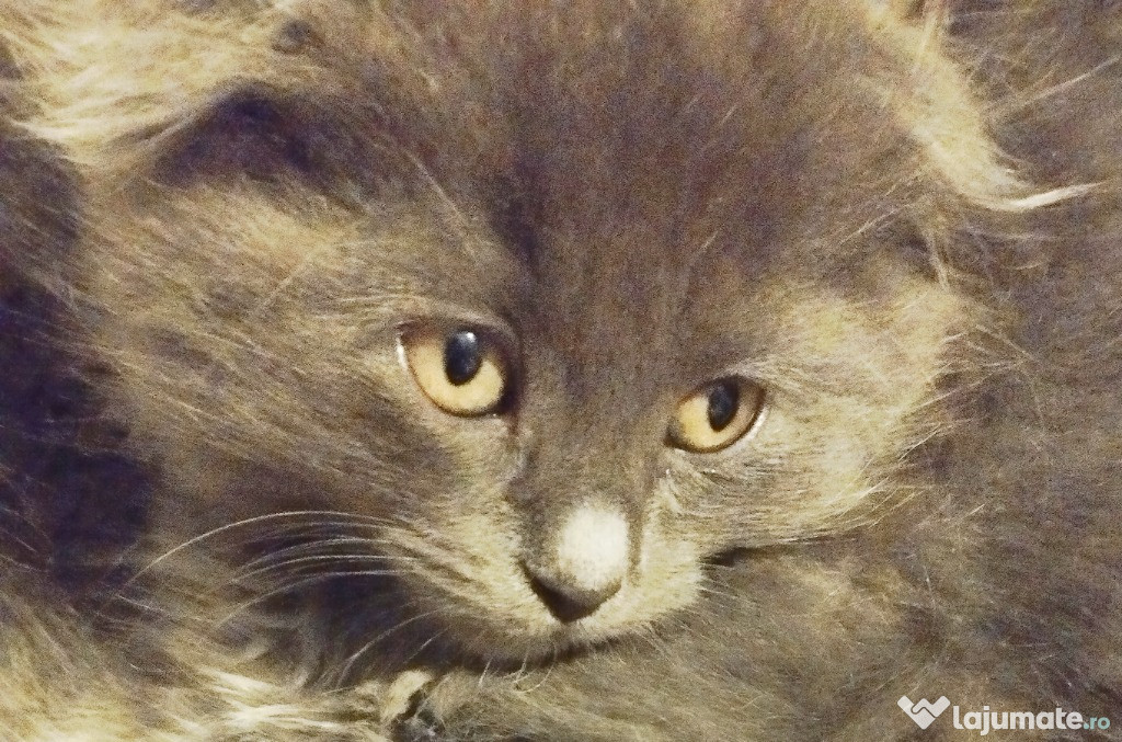 Ultimii doi irezistibili Scottish Blue Longhair cauta Om