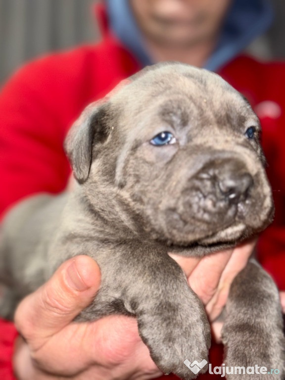 Căței Cane Corso cu pedigree tip A