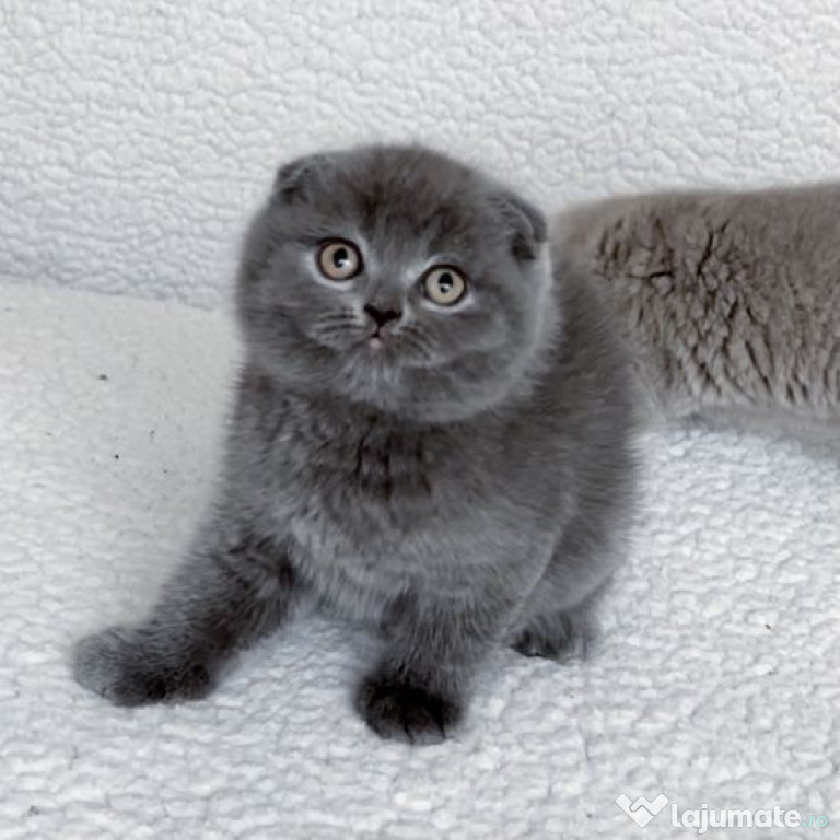 Scottish fold pui