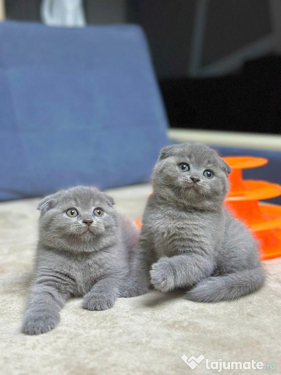 Scottish Fold puiuti