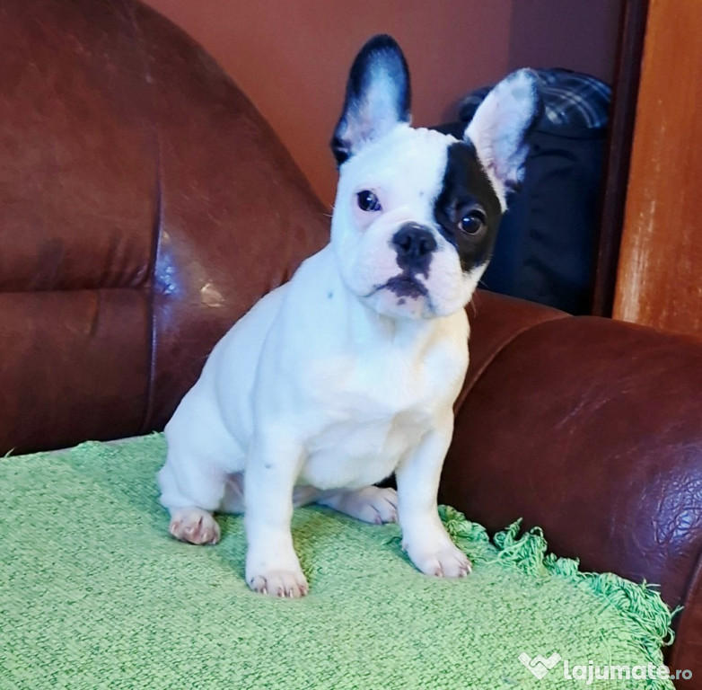 Bulldog Francez – Frumoasă cățelușă