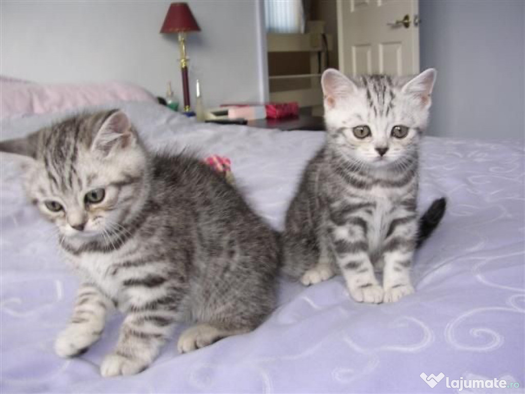 British Shorthair silver Tabby