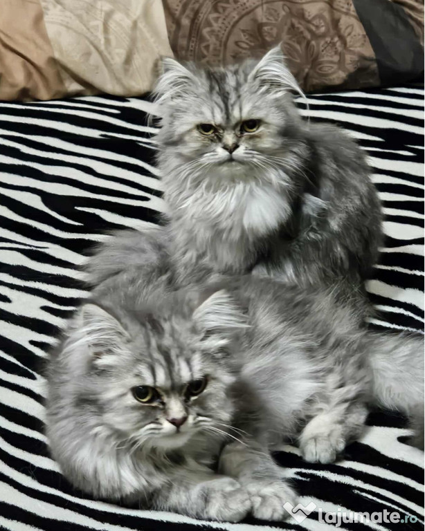 Motan Persan Silver Shaded