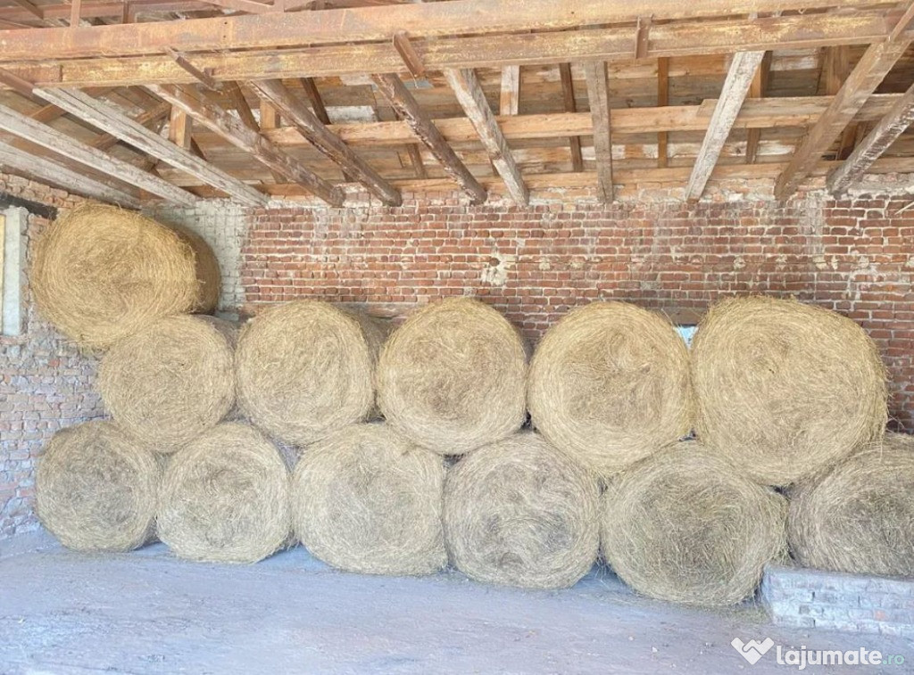 Baloti de lucerna 2025