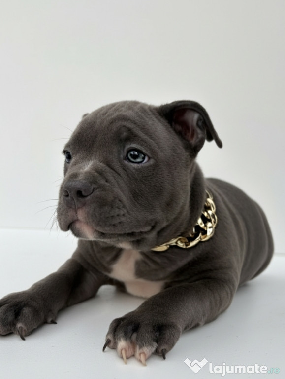 American bully pocket
