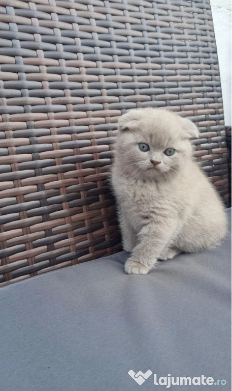 Scottish fold băiețel
