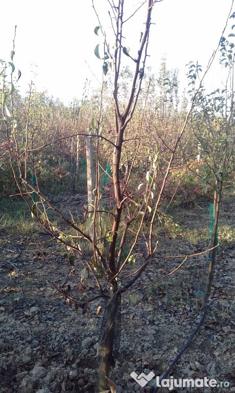 Teren extravilan Fanari jud Prahova