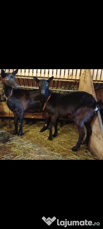 Două capre gestante și tap