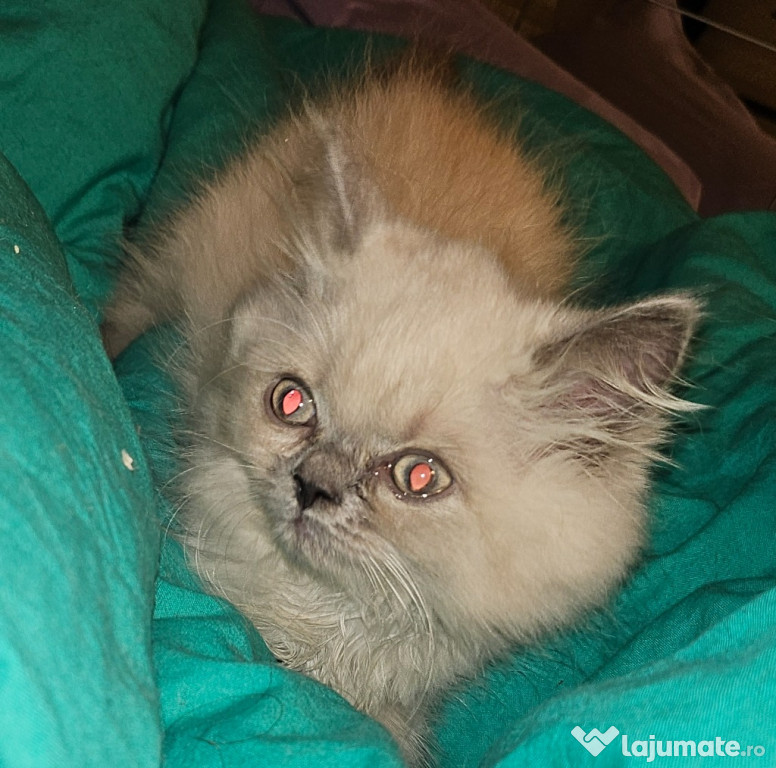 Motan 3 luni Himalayana