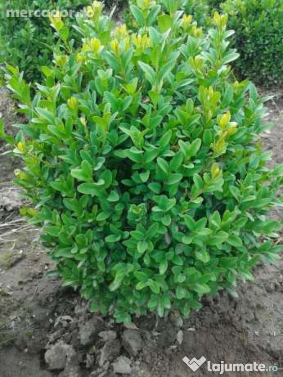 Buxus,tei si thuja de cea mai buna calitate!