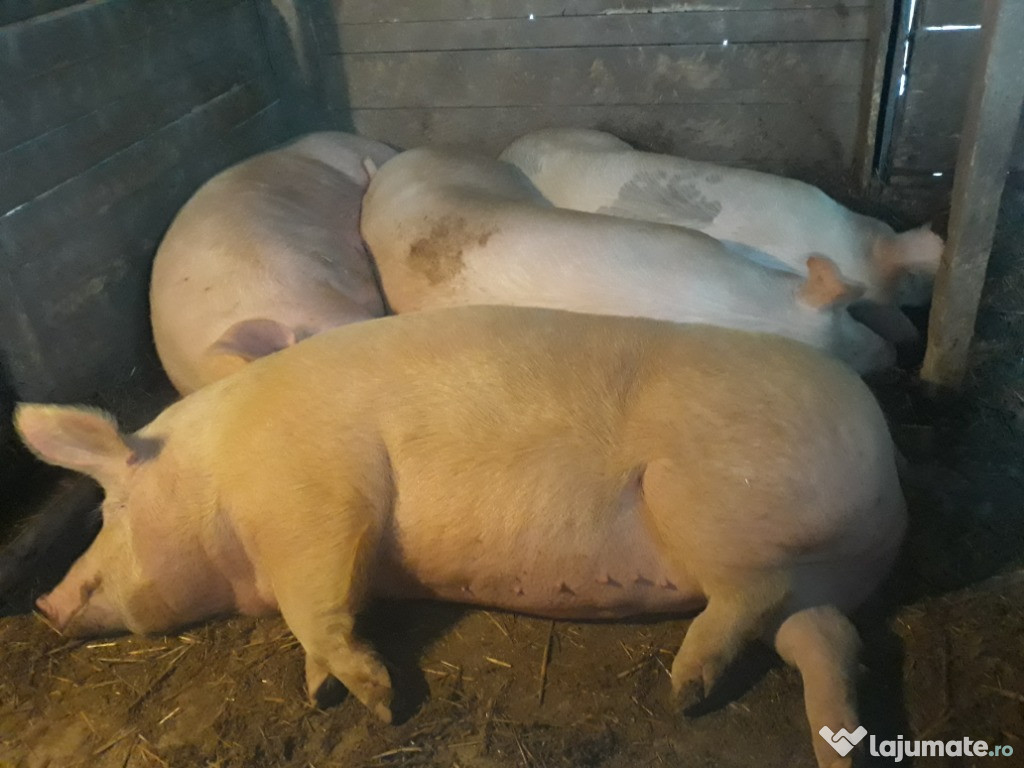 Porci mari