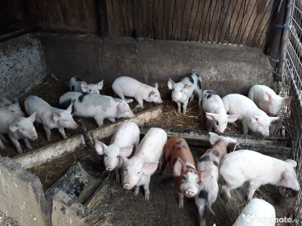 Porci de 100/150 kg și purcei crescuți în ograda proprie