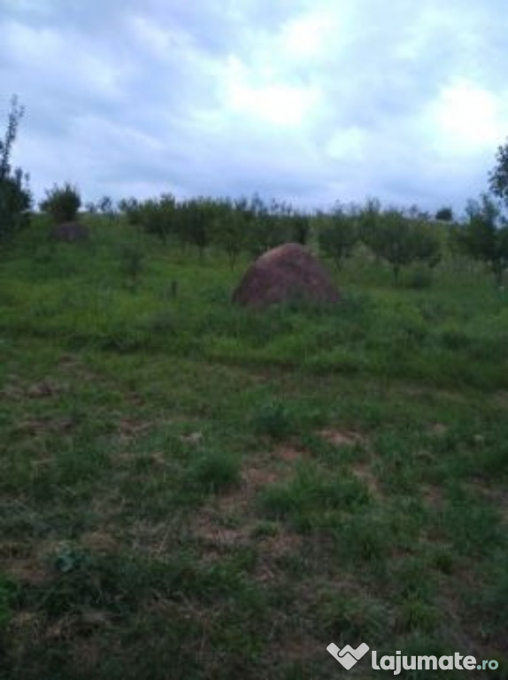 Teren 1300mp Babutiu