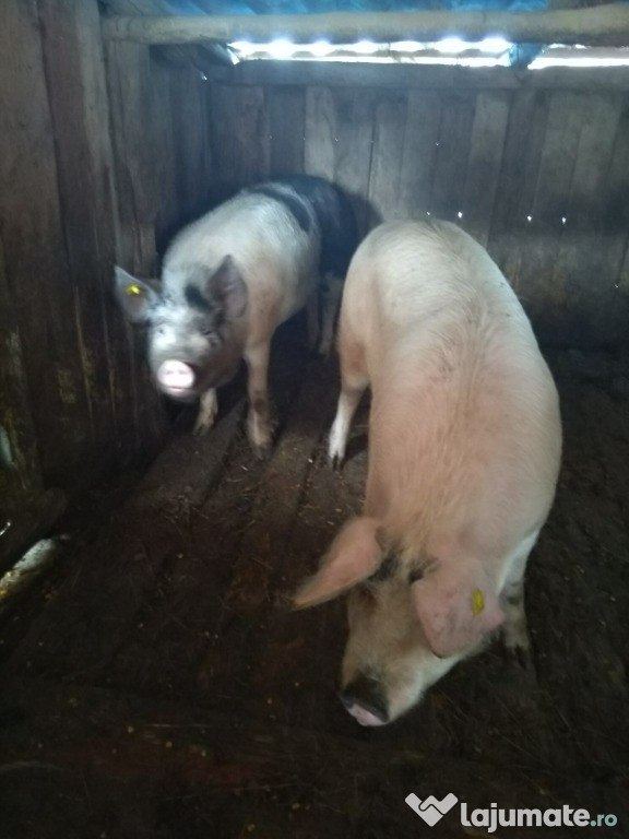 Porci