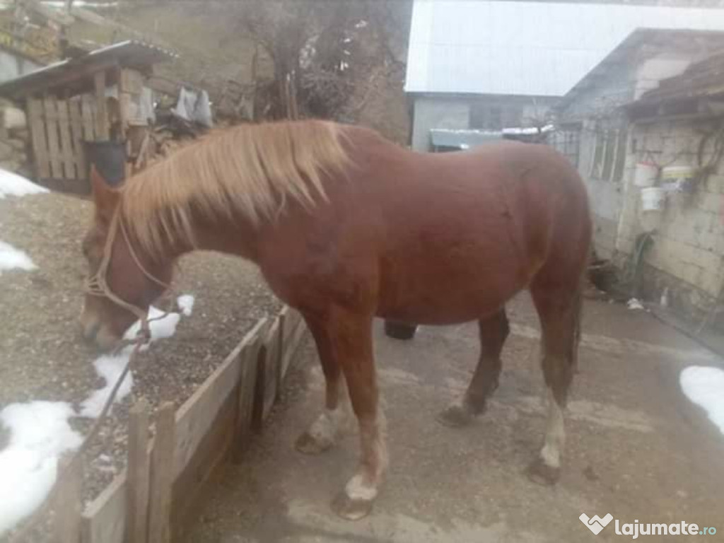 Iapă tânără