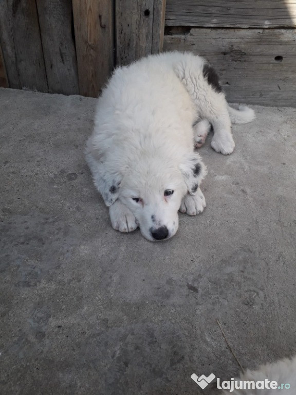 Catelusa ,Ciobanesc de Bucovina