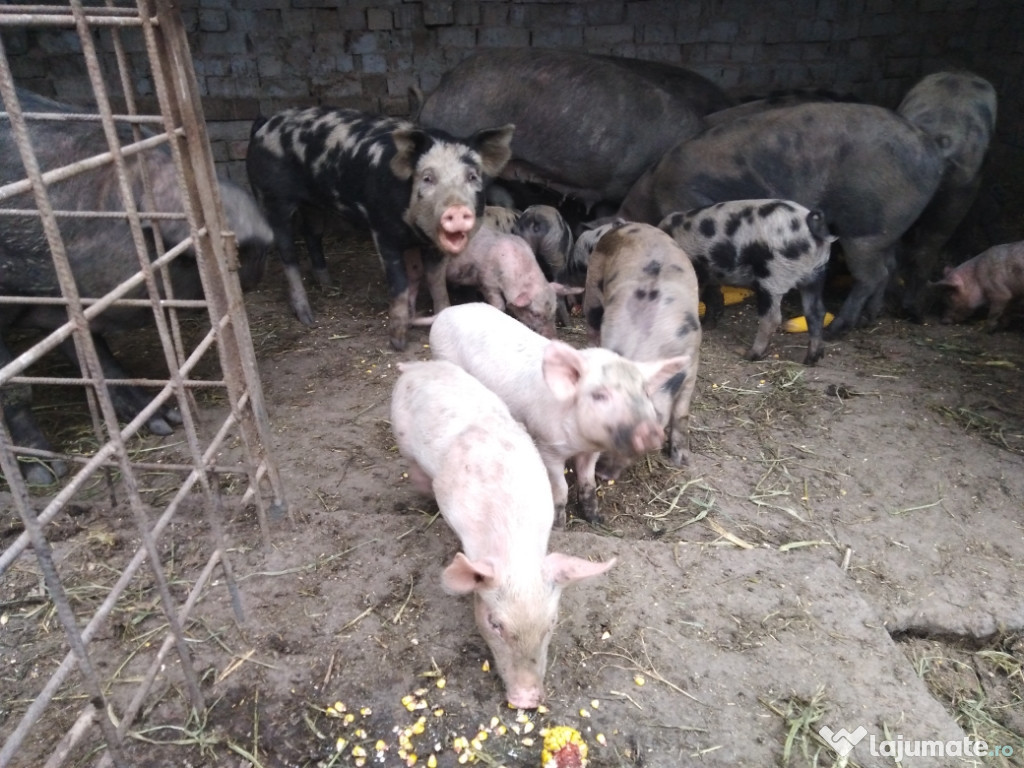 Purcei de 7 saptamani