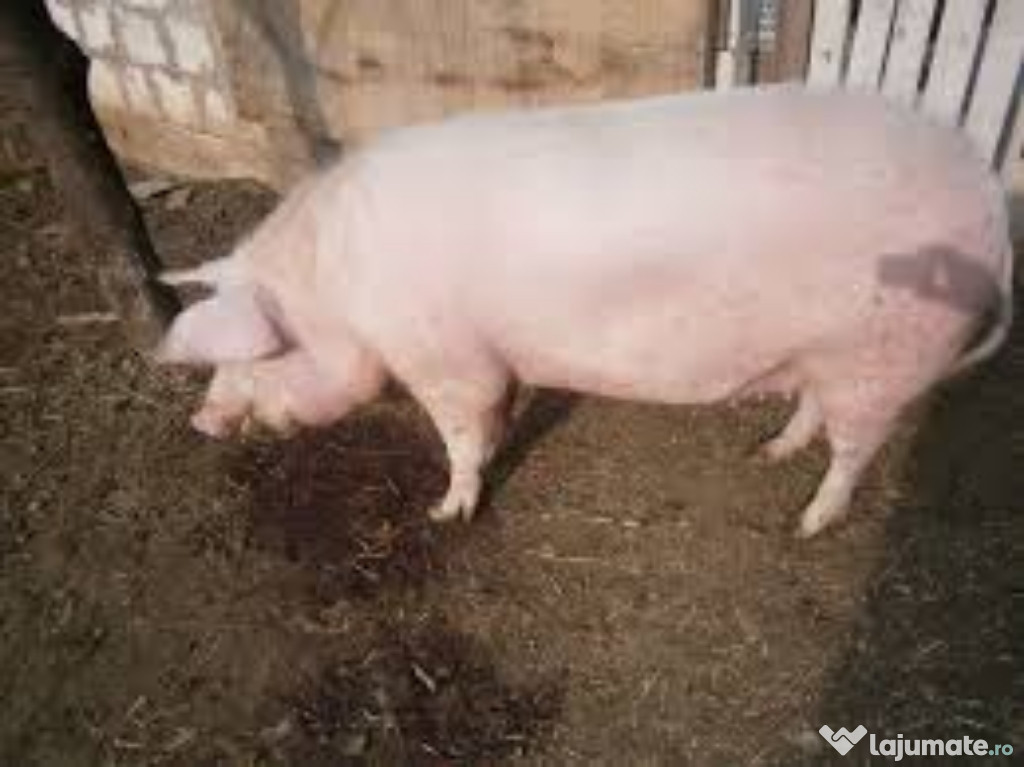 Porc 250 kg gestanta schimb cu diverse