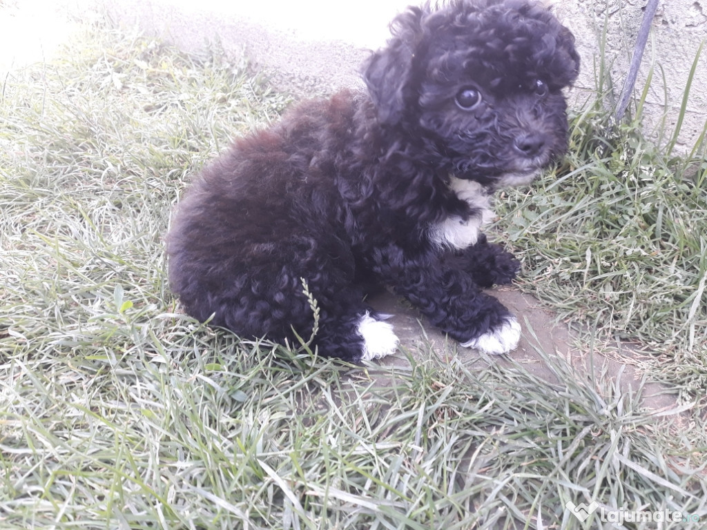 Pui bichon havanez
