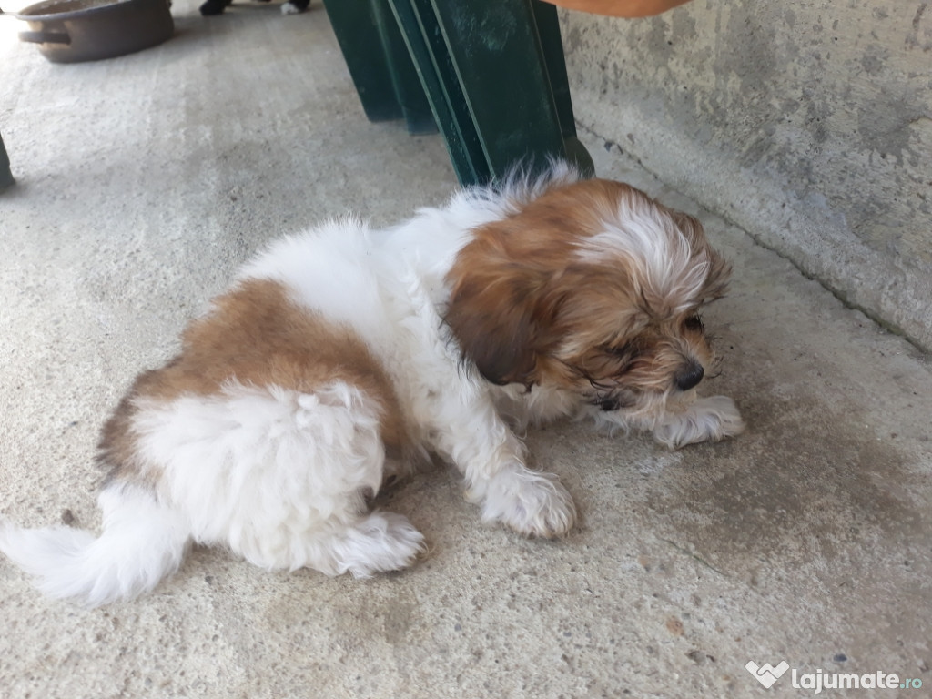 Pui bichon havanez