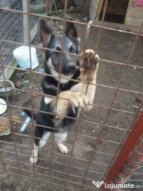 Ciobanesc german (lup)