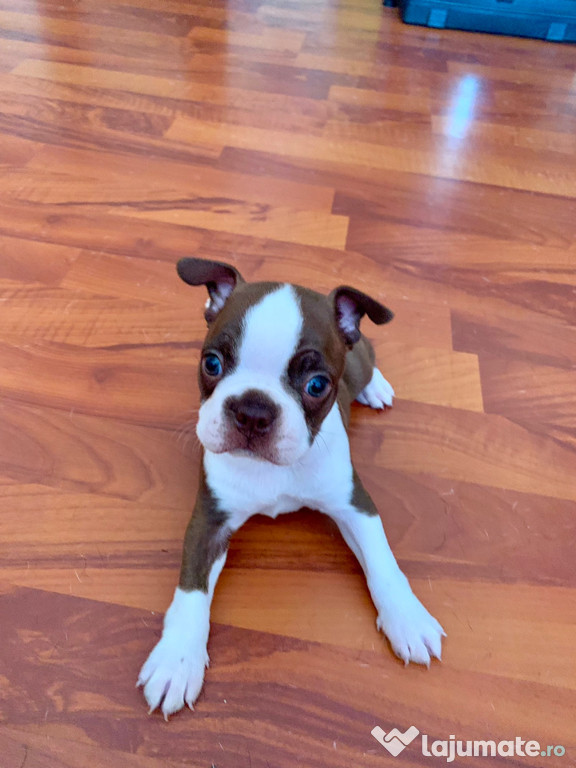 Pui Boston Terrier